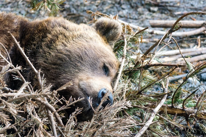 Cancer cells have been found to enter a slow-dividing state similar akin hibernation to survive chemotherapy