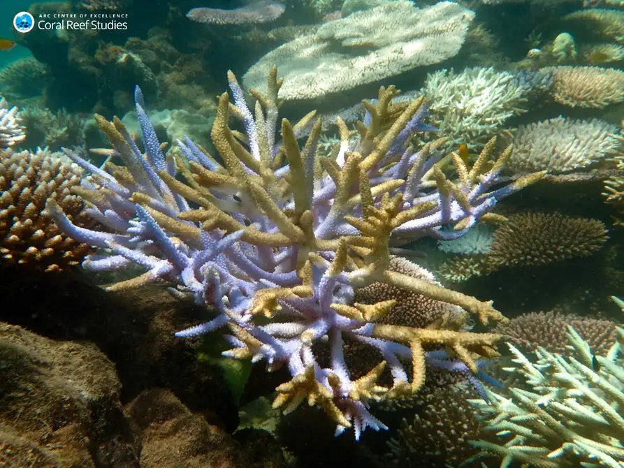 The Great Barrier Reef has experienced three major bleaching events in its recent history