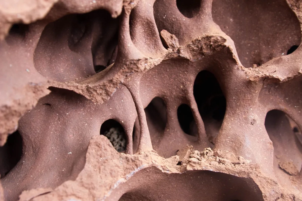 A fragment of the termite mound's egress complex