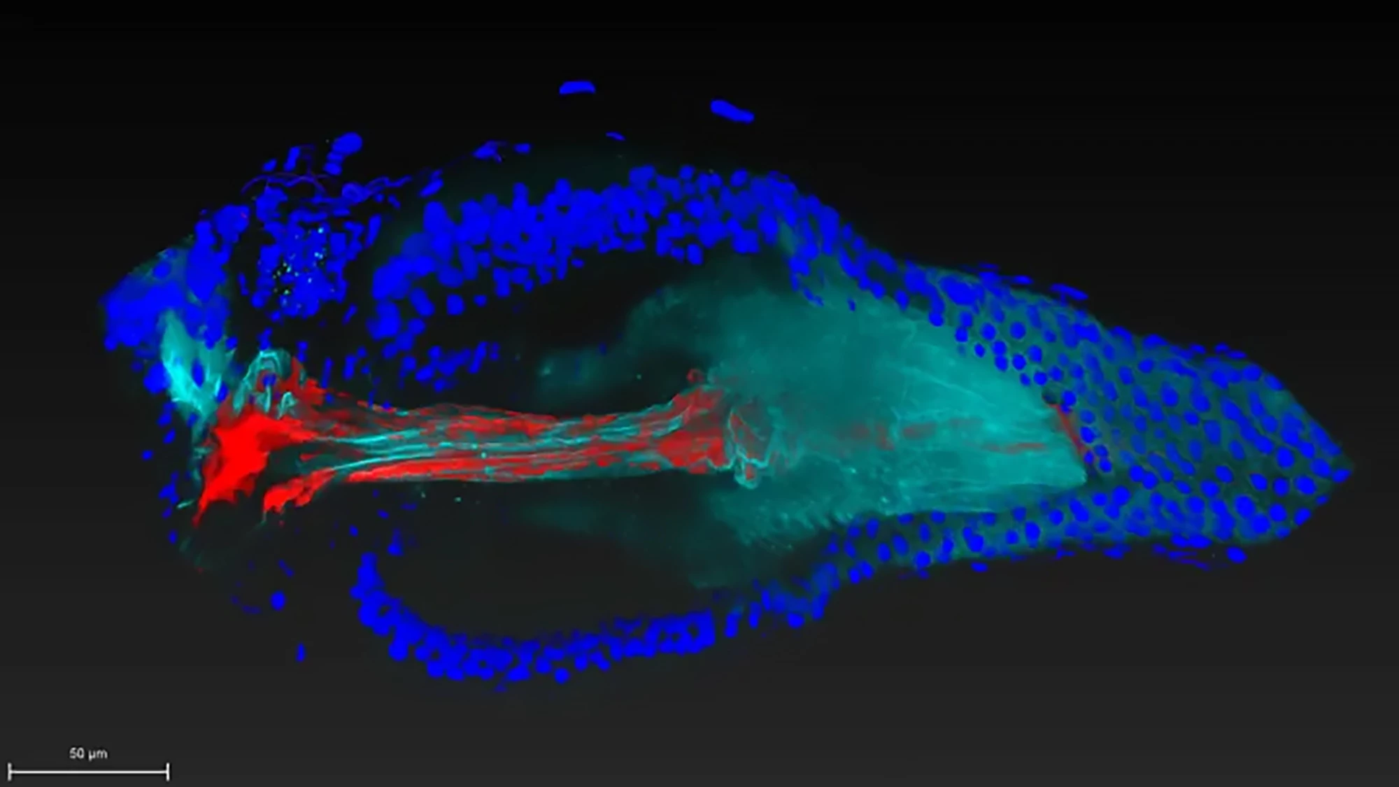 The genes of the beneficial bacterial species Lactoplantibacillus (red) enable it to attach to a specific niche in the fruit fly gut (blue/cyan)