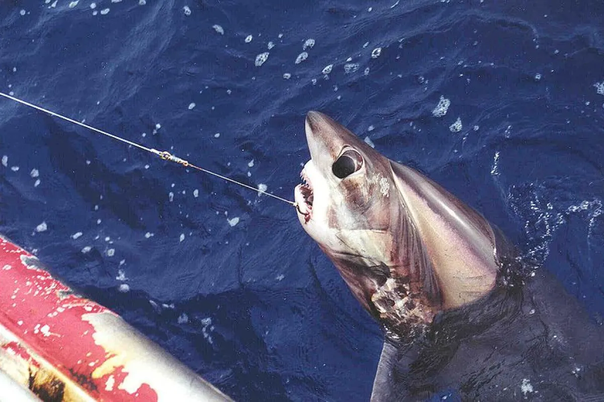 The SMART Hook is said to reduce unintended shark catches