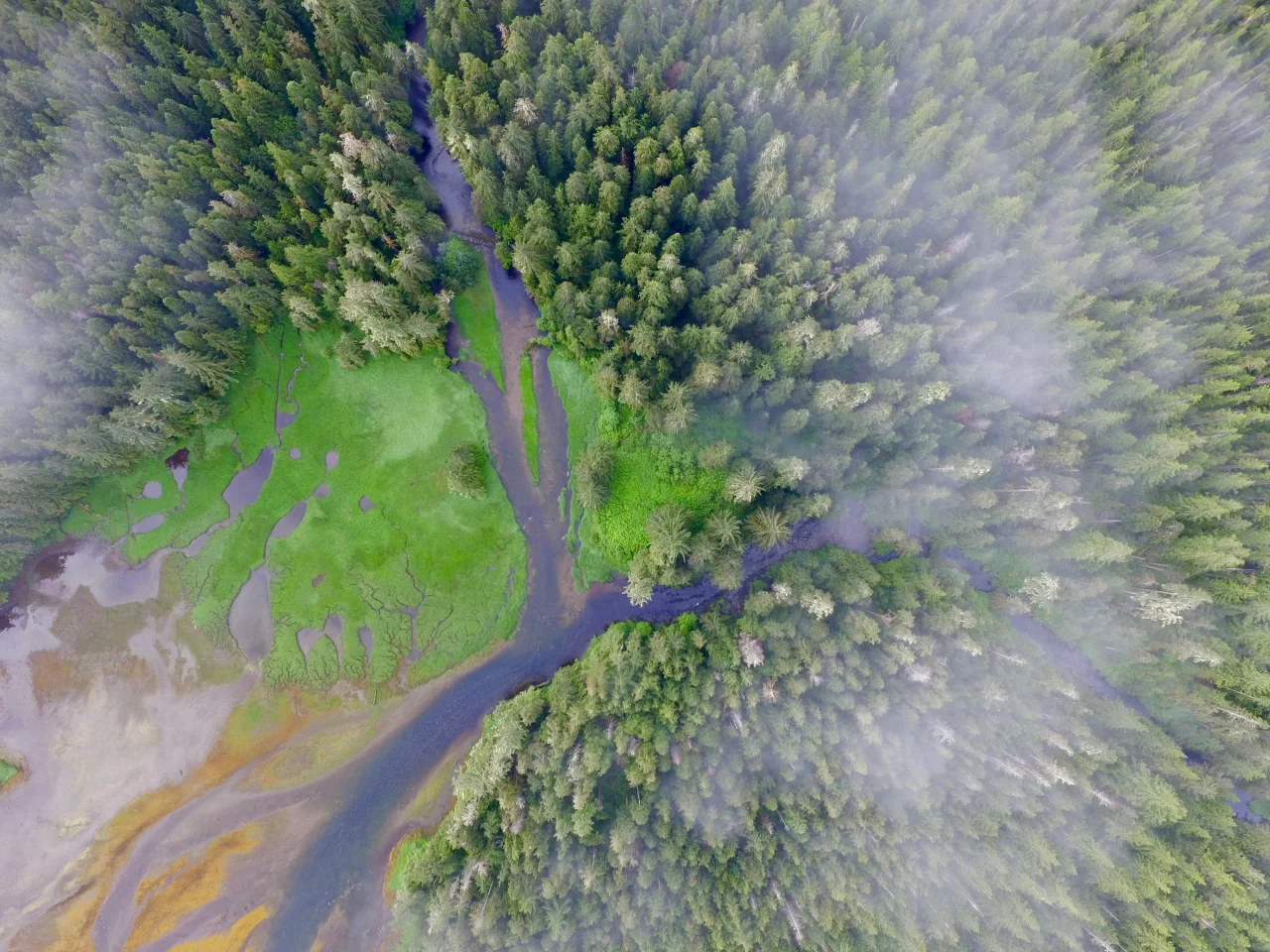 This overall picture of forest health revealed that the trees in the former habitation zones were taller, wider and healthier than the trees growing in the surrounding, uninhabited areas