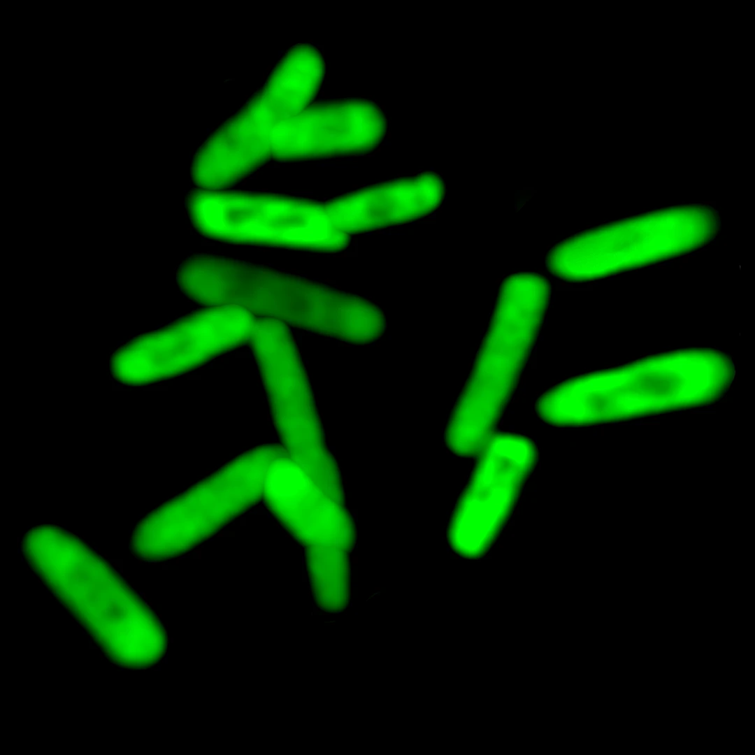 These fluorescent cells express a protein encoded by artificial DNA bases