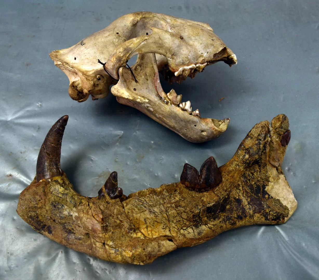 The fossilized remains sat in a drawer in a Kenyan museum for over 40 years before anyone took a closer look at them