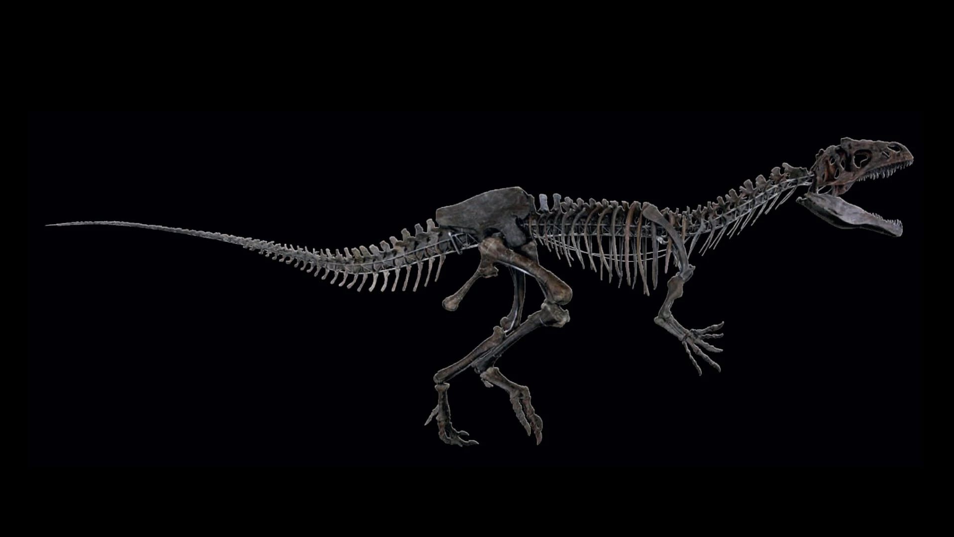 The dinosaur is believed to be from the Allosaurus family
