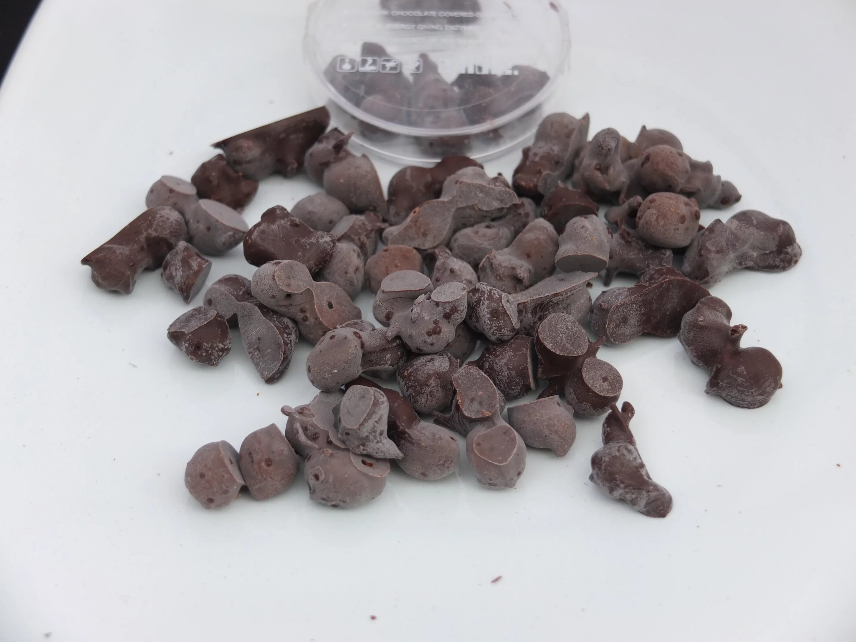 The chocolate-covered ants were perhaps the tastiest thing on the day (Photo: Gizmag)