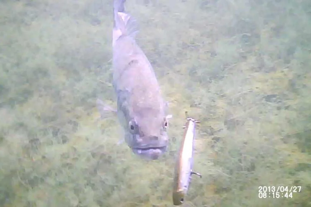 A Strike Cam video still of a bass checking out a lure