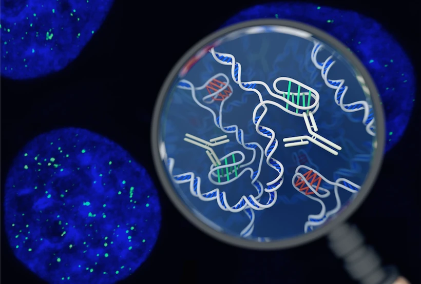 Australian scientists have discovered a new DNA structure – a twisted knot known as an i-motif – inside living cells for the first time