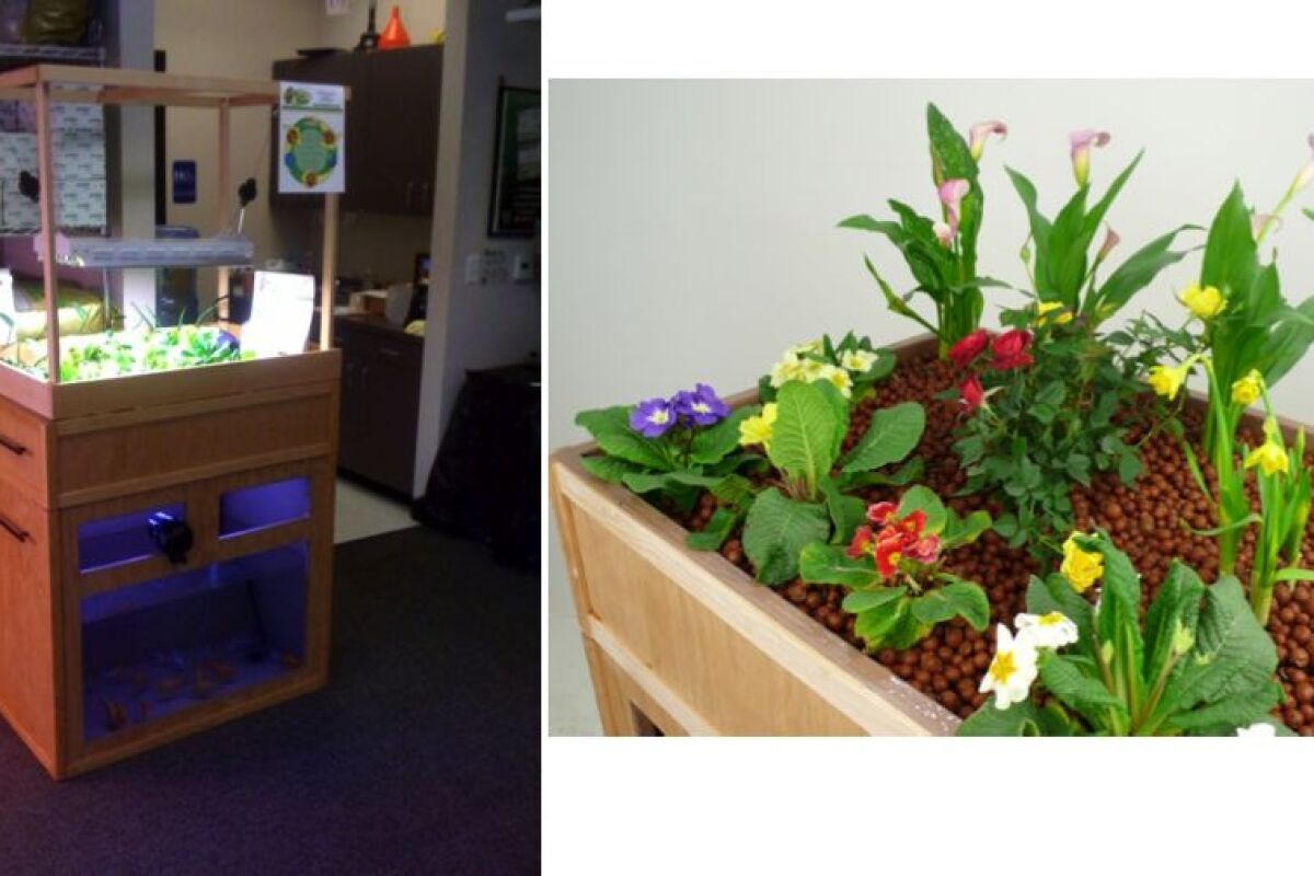 The Fishy Farm lets users raise fish, vegetables... and worms