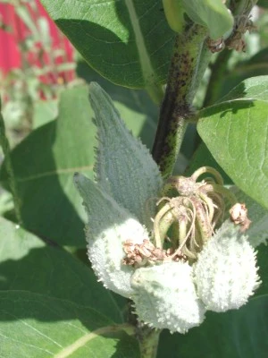 Milkweed pods containing seeds and fibers(Photo: Pollinator, CC BY-SA 3.0)