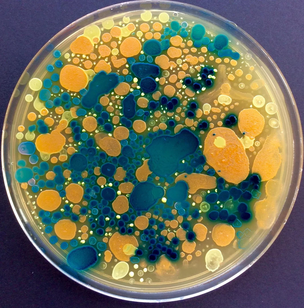 Intricate Bioart made from a variety of bacteria grown on Petri dishes by Maria Penil and Mehmet Berkmen