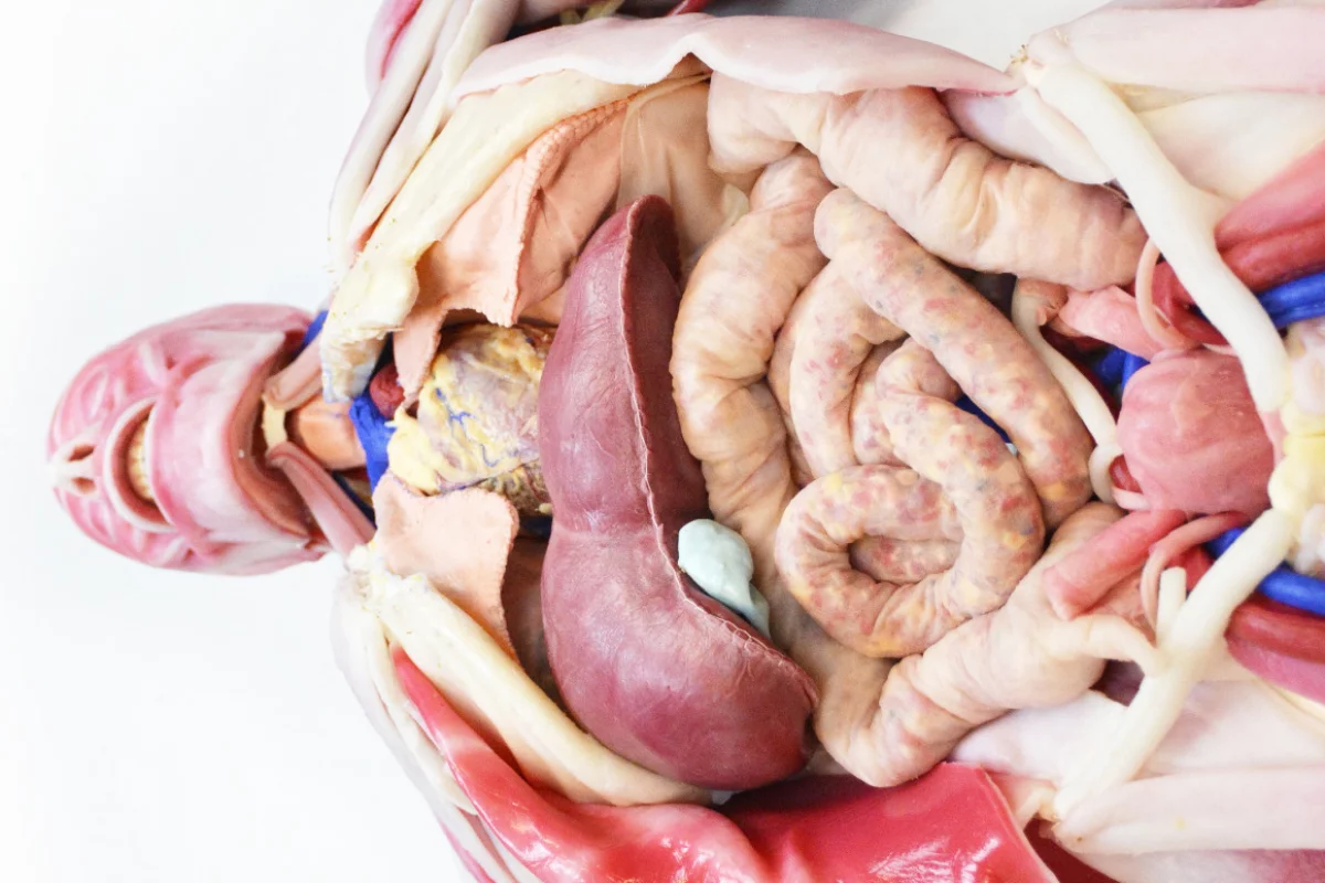 Unlike a cadaver, the SynDaver Patient's tissues resemble and function like those of a living person