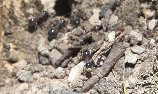 Ants inspire military strategy software