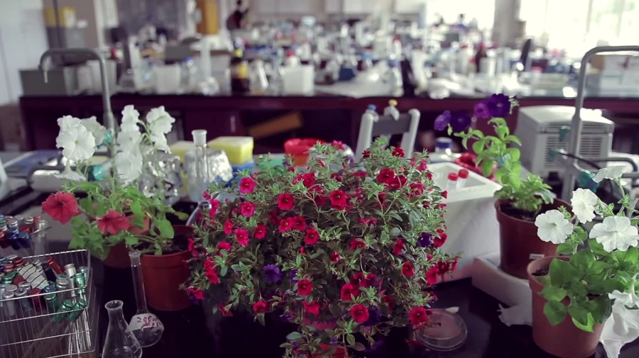 Petunia Circadiachanges from red to blue and back again over the course of a day
