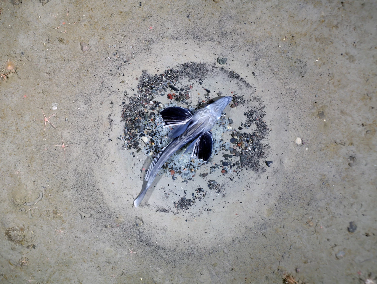 A close-up view of one of the icefish guarding its nest