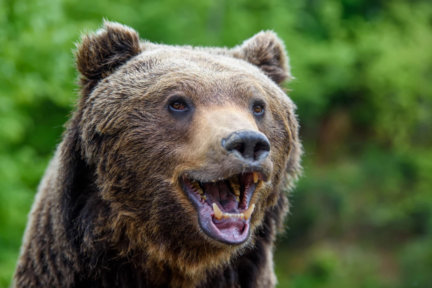 Brown bears have an ancient secret hidden among their pearly whites