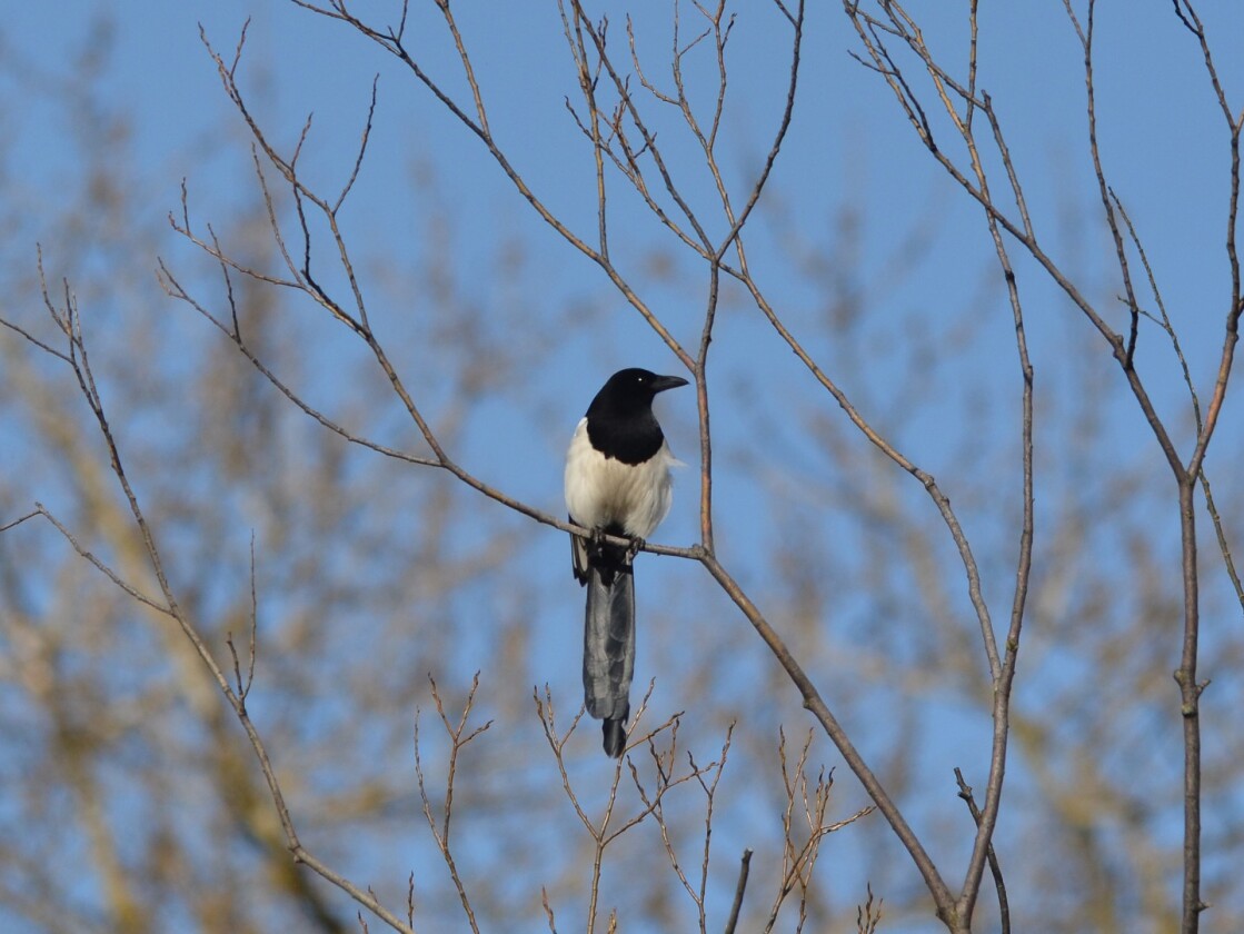 The meta analysis included data for the common magpie (pica pica)