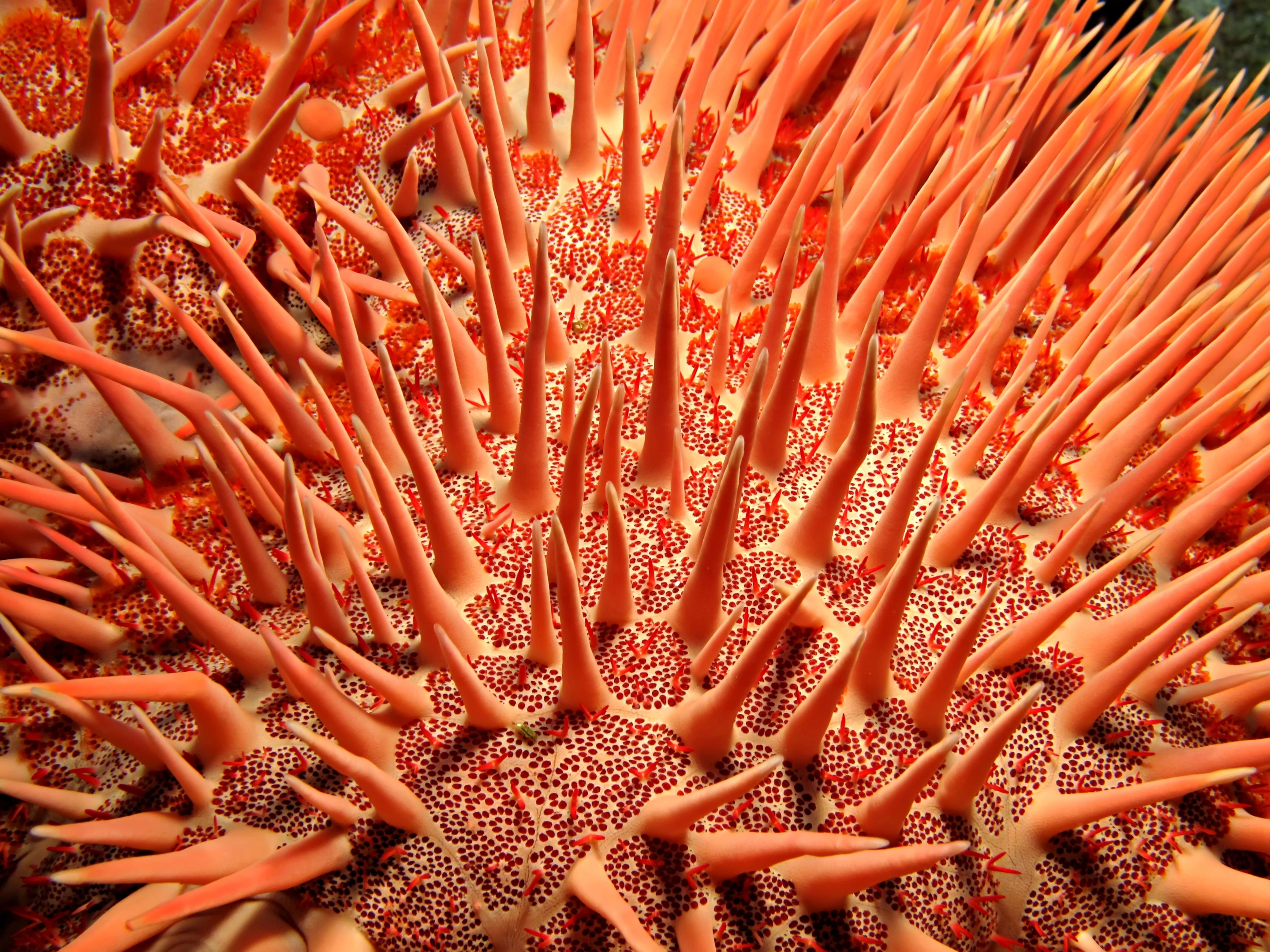 The secret language of sea stars has been uncovered for the first time