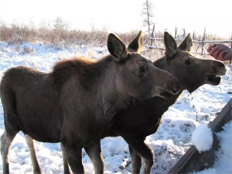 Moose at Pleistocene Park