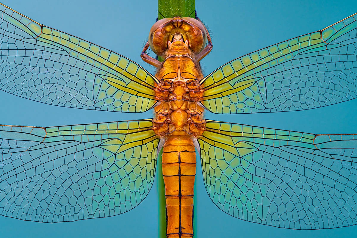 3rd Place, Vitrail. Goričan, Croatia. "This Orthetrum coerulescens (Keeled skimmer) female dragonfly was at rest by a pond. I was amazed by the beautiful, detailed wings of this dragonfly, especially with the translucent part of the wings as they glowed like panels of stained glass."