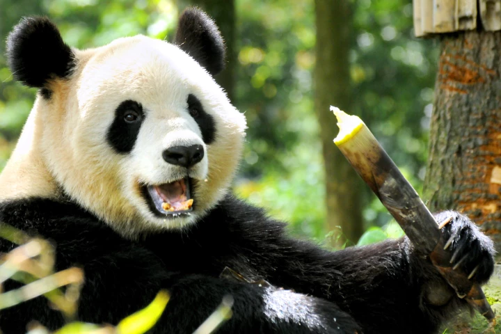 Giant pandas spend up to 16 hours a day eating predominantly bamboo