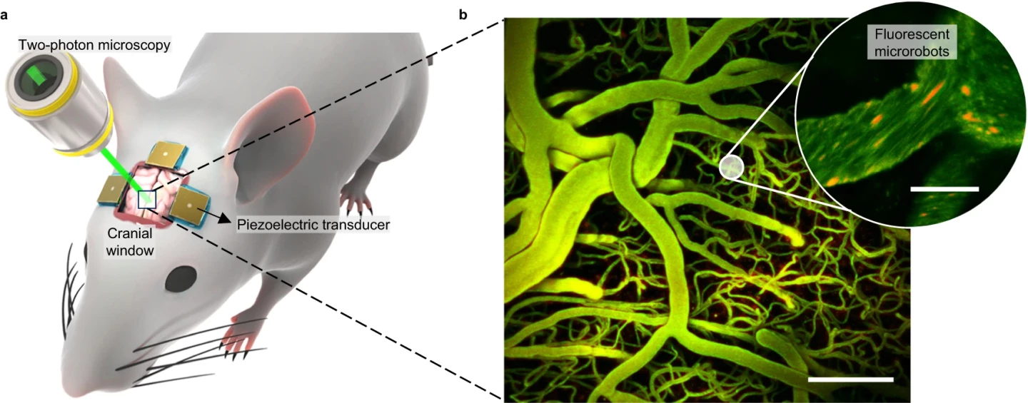 Acoustic microrobot navigation combined with real-time optical imaging