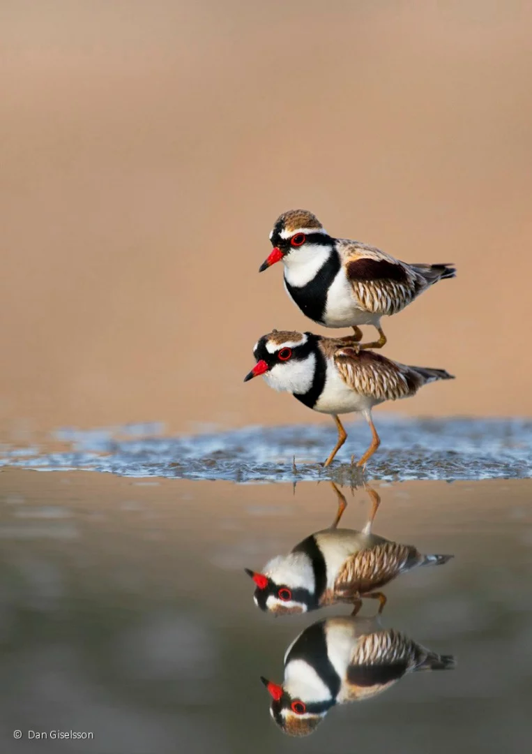 Animal behavior winner: Black-fronted dotterel (Elseyornis melanops), by Dan Giselsson – A pair of dotterels caught in a compromising position