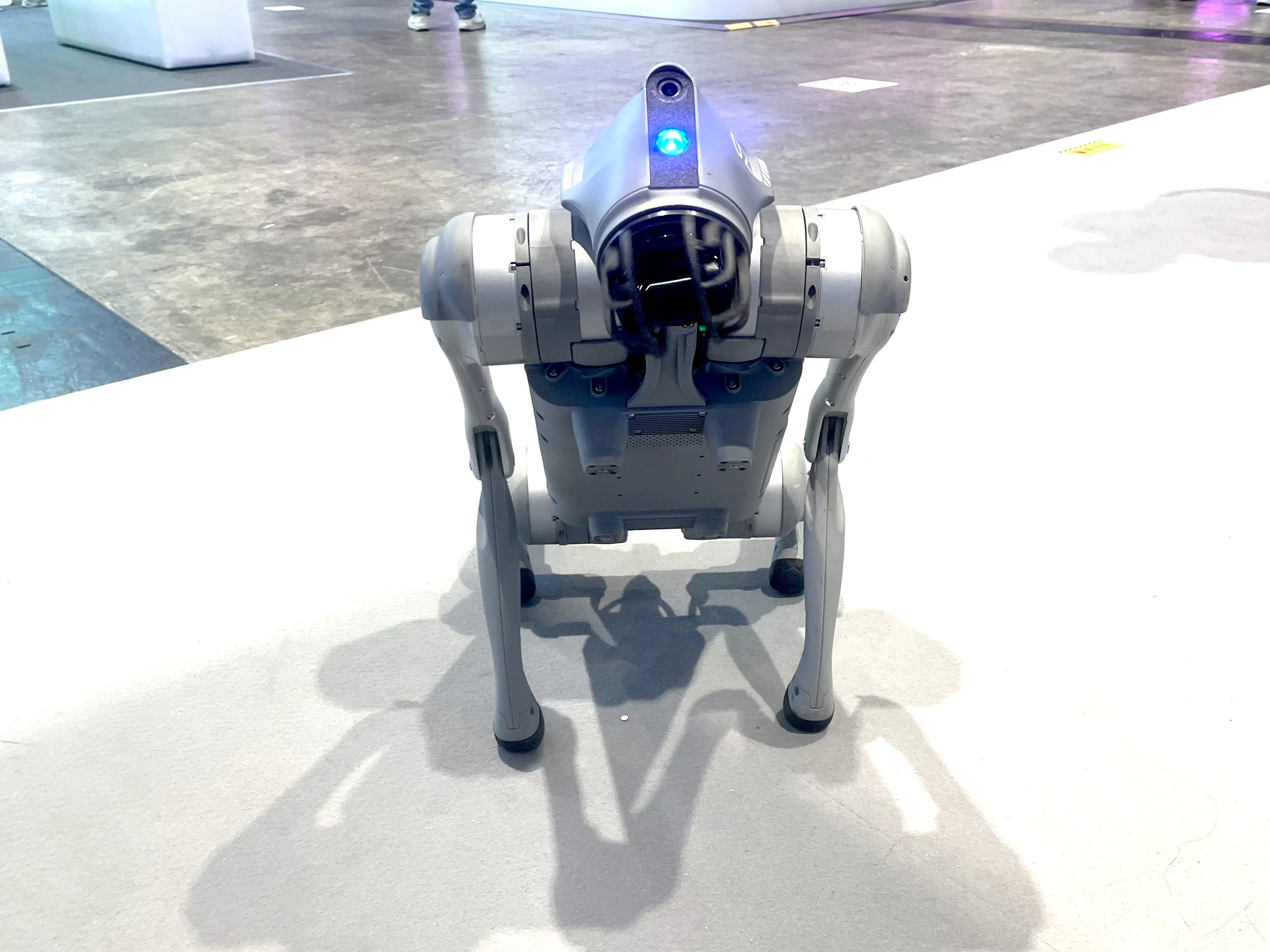 It was at this point I realized robot dogs intimidate me