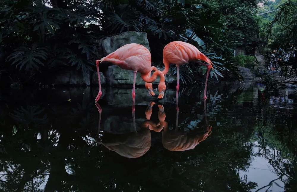 2nd Place – Animals. 'Flamingos'. Shot on iPhone 6s