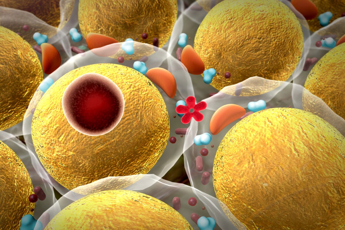 A new study has shed new light on the way fat behaves when subjected to cold temperatures