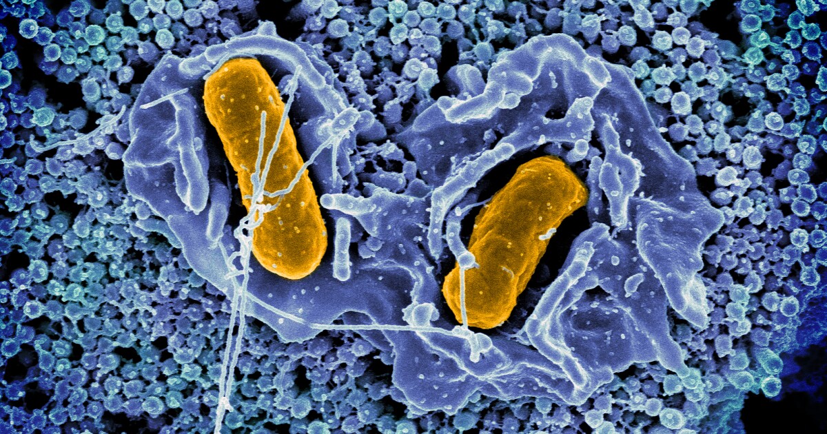Salmonella s cieleným účinkom: Upravené baktérie zvyšujú šance na prežitie pri rakovine hrubého čreva
