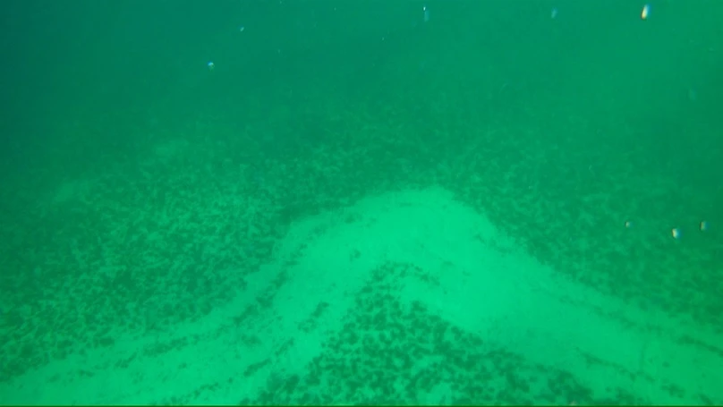 A path cleared by the C Bud through a sea urchin patch