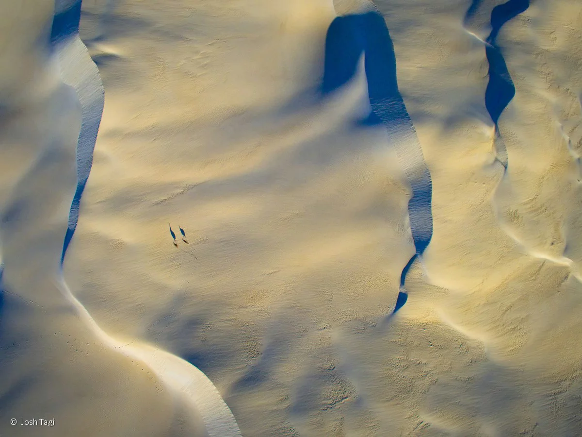 Animal habitat runner-up: Runner-up: Dune run, Emu (Dromaius novaehollandiae), Josh Tagi – a pair of emus out on a jog