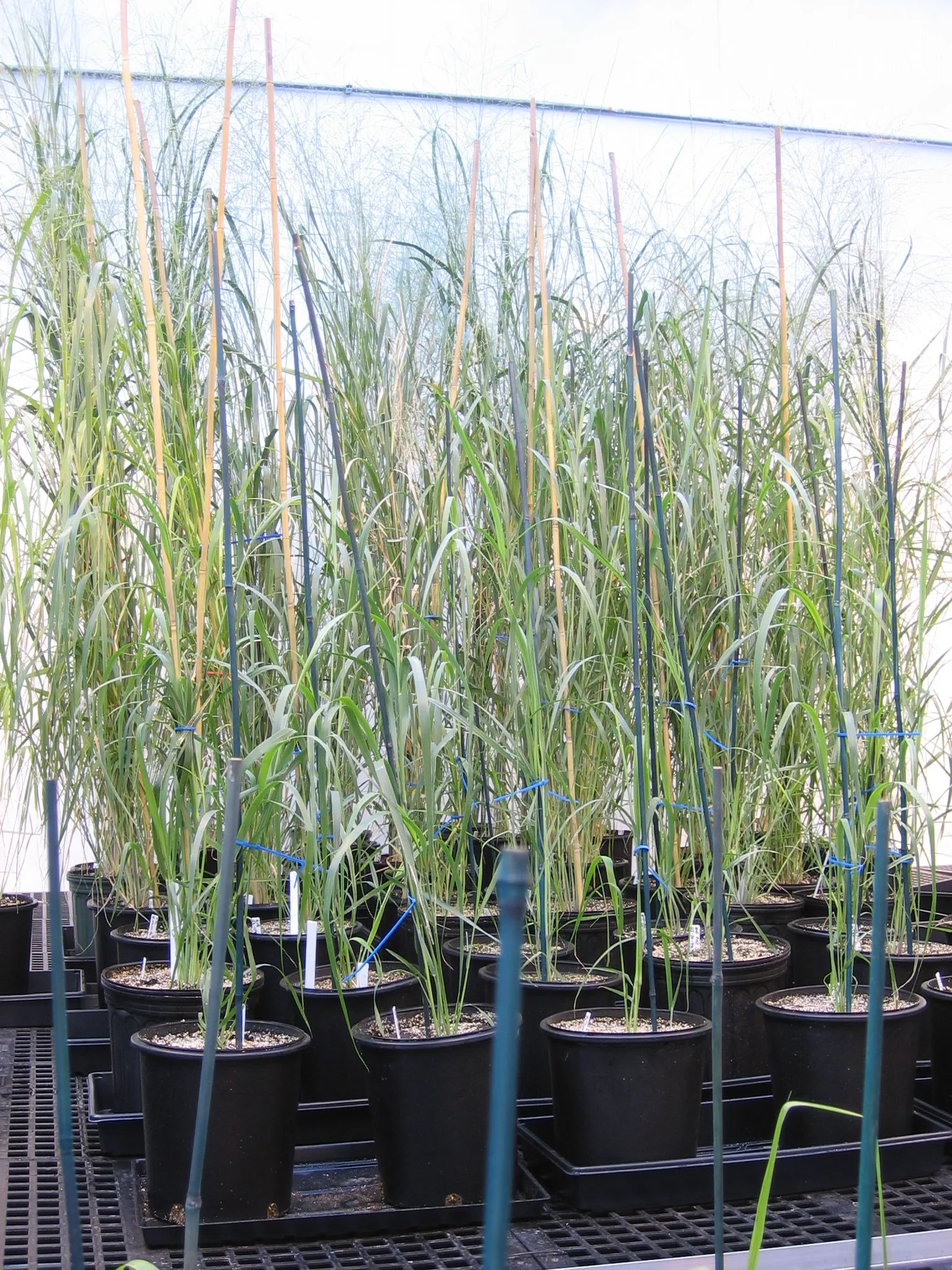 Metabolix is genetically engineering switchgrass to produce bioplastic and chemicals.
