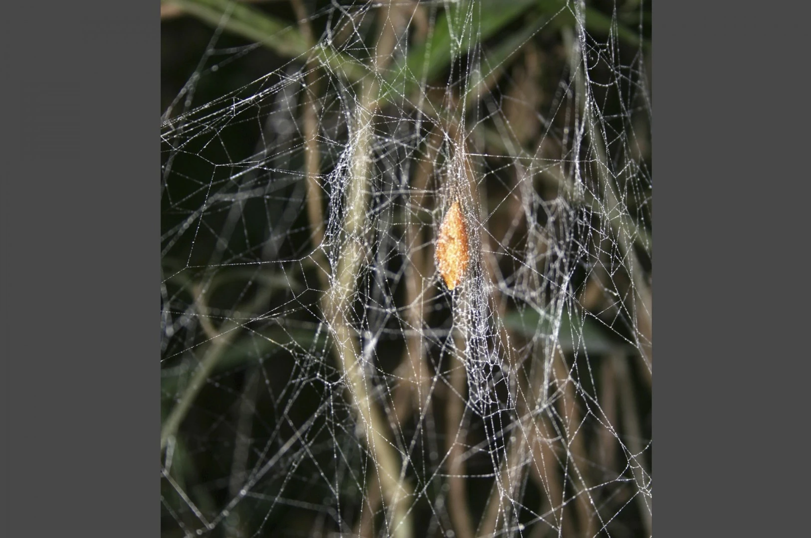 The wasp larva takes control of the spider and makes it build it a cocoon web