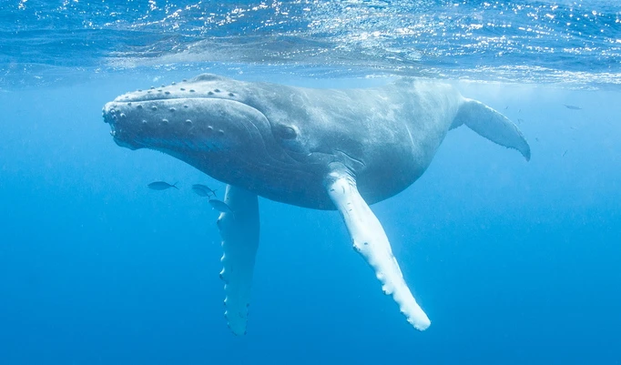 Humpback whales use stealth to sneak up on schools of fish