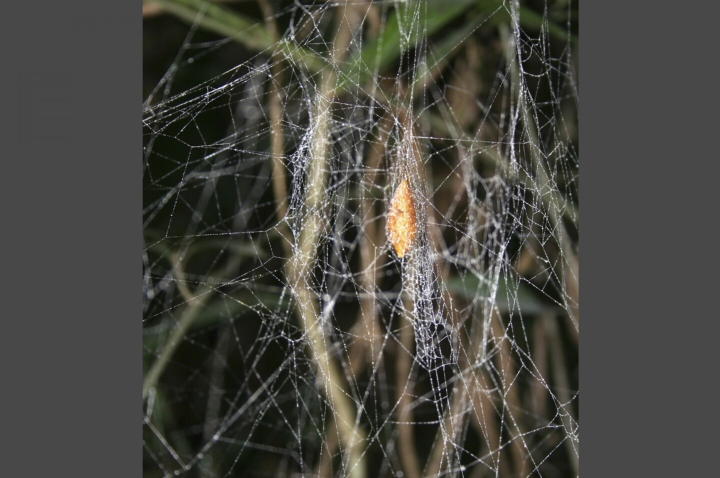 The Tiny Horror Story Of How Wasps Create Zombie Spiders To Do Their Bidding