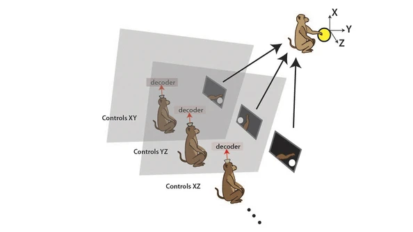 Three rhesus macaque monkeys were made to operate the arm of a virtual monkey, while seated in separate rooms with either a handheld joystick or a brain control technique using special algorithms