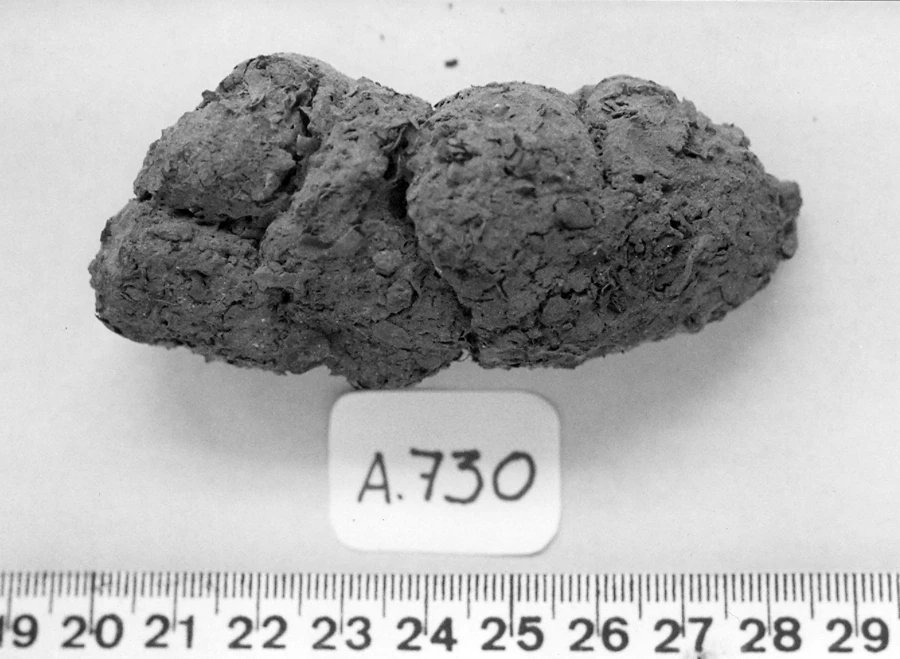 A coprolite from the Furna do Estrago archeological site in northeastern Brazil