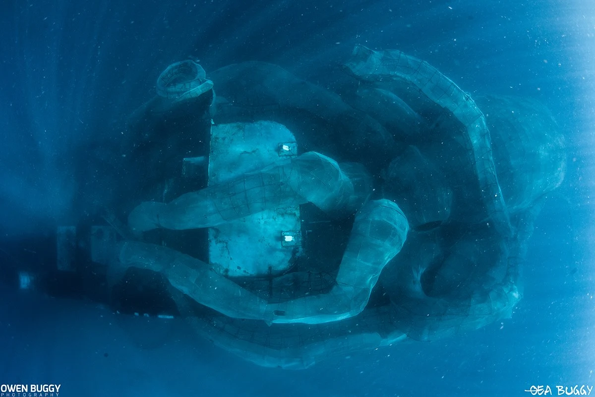 Three months after the ship was sunk the octopus frame is already taking on aspects of a young ecosystem