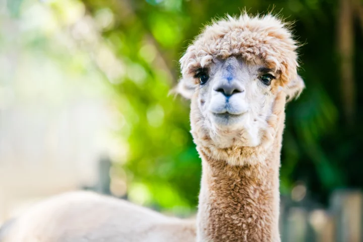 The alpaca's immune system was found to produce a unique type of antibody that could direct scientists towards a new cancer treatment