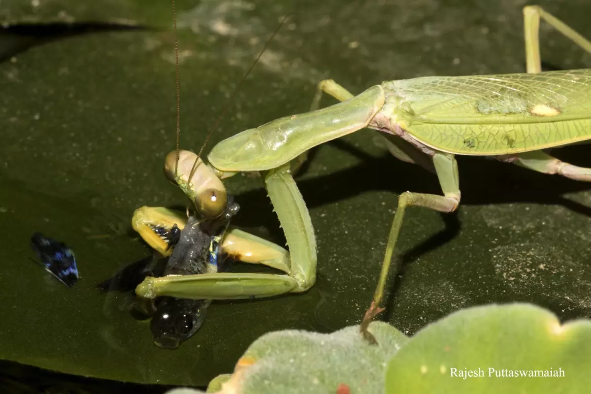 The fish-eating praying mantis chows down on its catch