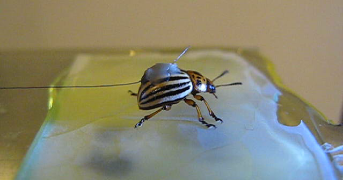 New surface coatings give insects the slip