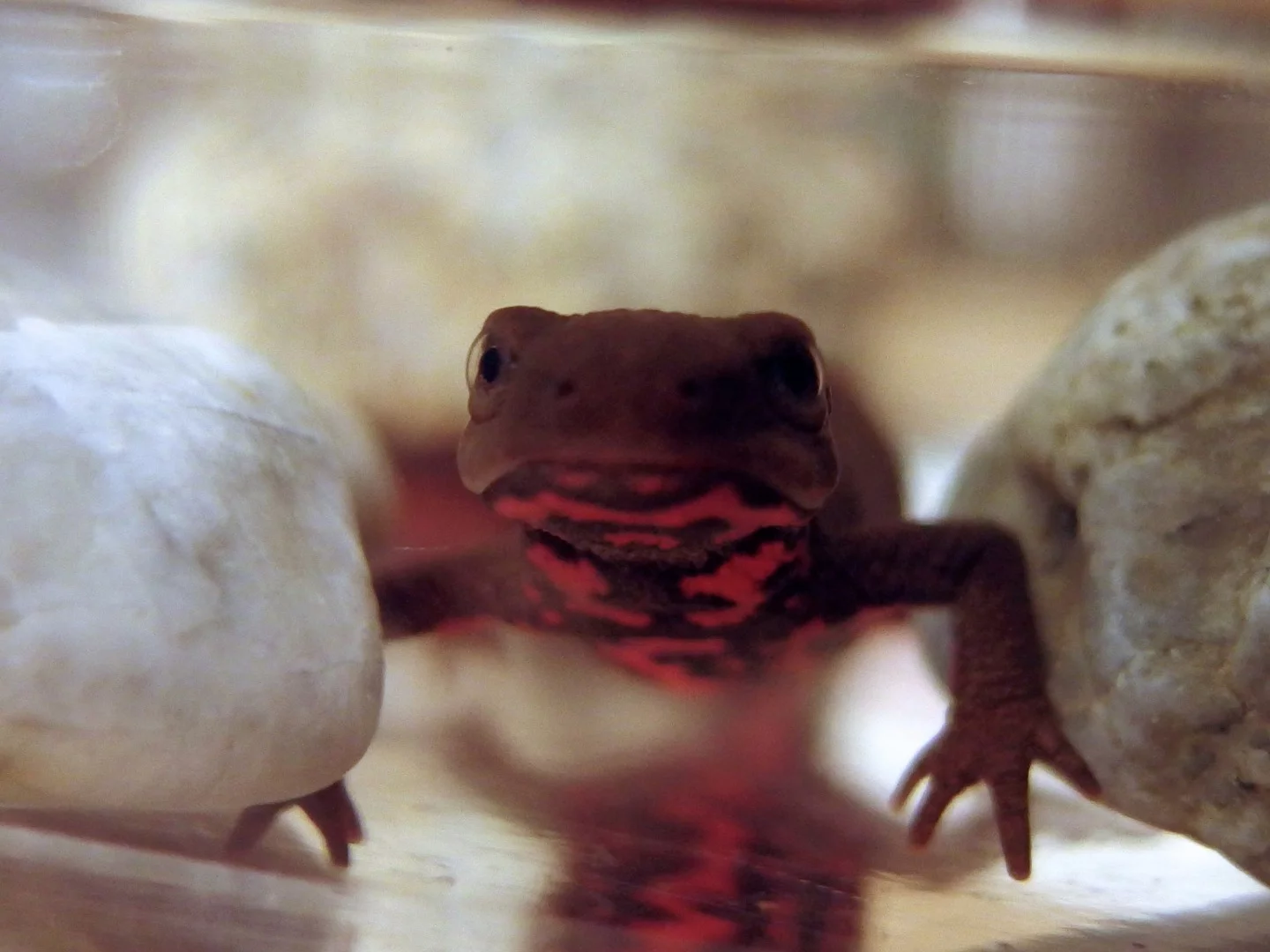 New insights into how Japanese fire bellied newts regenerate their limbs could further our understanding of tissue regeneration in mammals