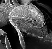 An ant imaged from an electron microscope