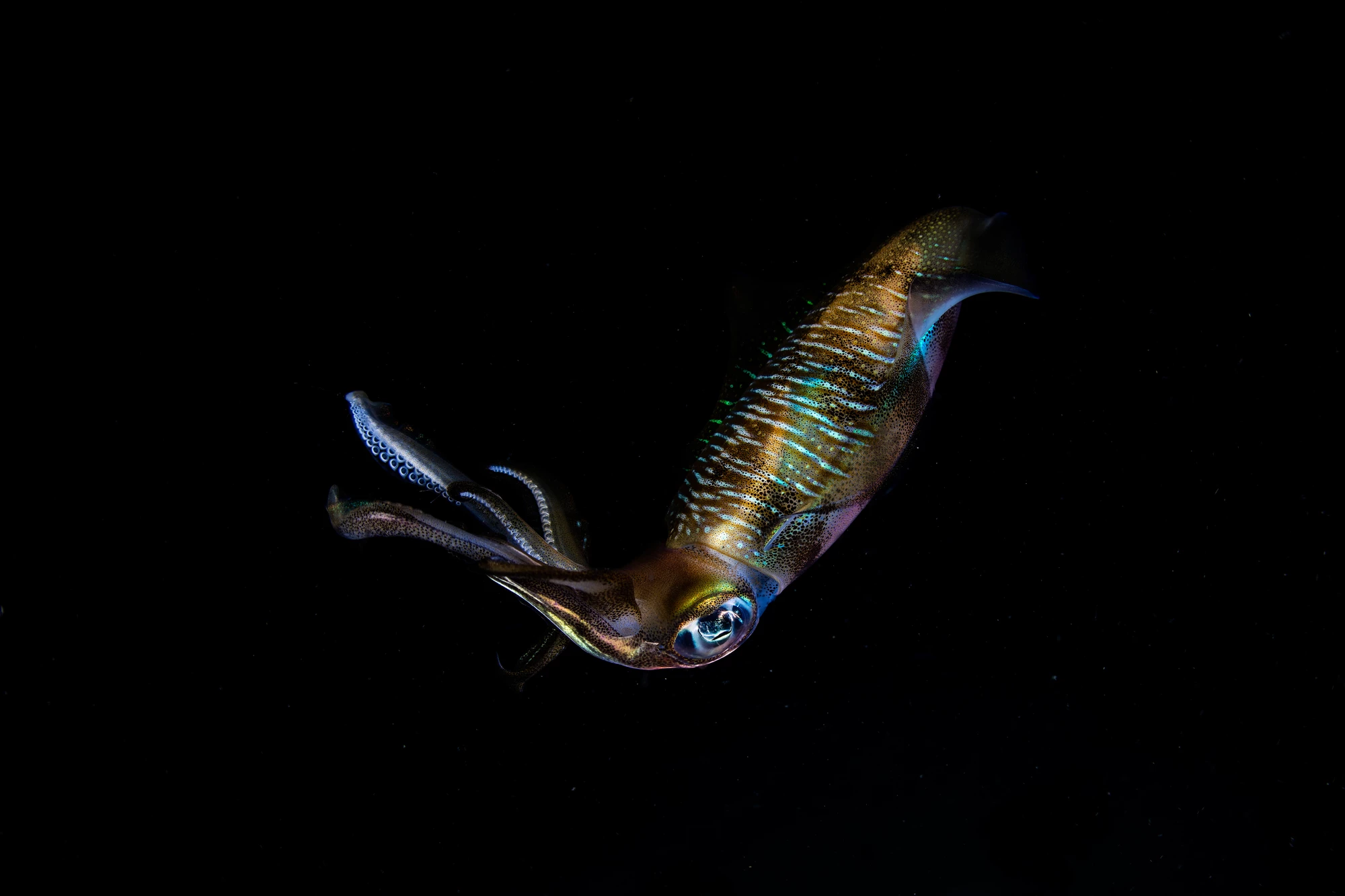 Researchers have developed a new, hardy artificial skin inspired by the squid's color-changing ability