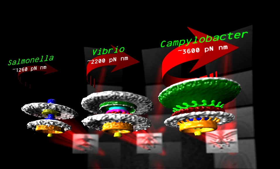 Three of the motors that drive the locomotion of different bacteria