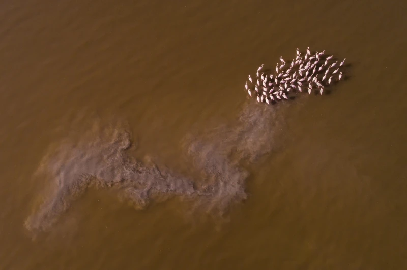 Turbulence: Commended in the Wildlife category