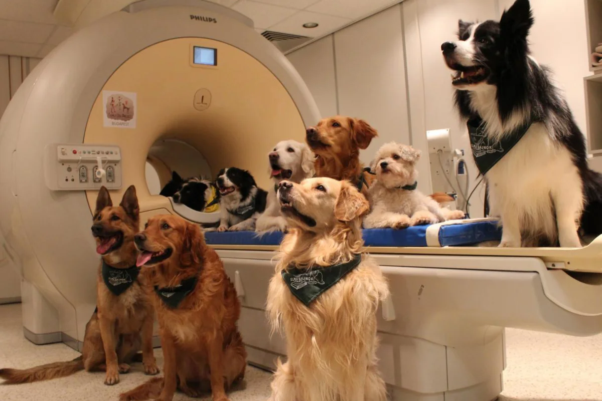 Using fMRI imaging, the researchers were able to confirm that dogs differentiate words, and understand the tone in which they're said