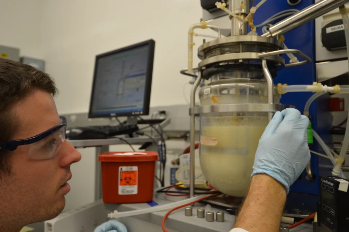Graduate student Zachary Baer works with a fermentation chamber to separate acetone and butanol (clear top layer) from the fermented brew at the bottom (Photo: Robert Sanders, UC Berkeley)